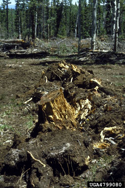 Tomentosus root disease (Onnia tomentosus ) on Engelmann spruce (Picea engelmannii ) - 4799080