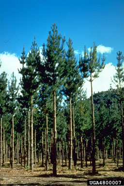 pruning (general) on Monterey pine (Pinus radiata ) - 4800007