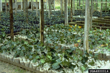 nursery operations,    - 4800014