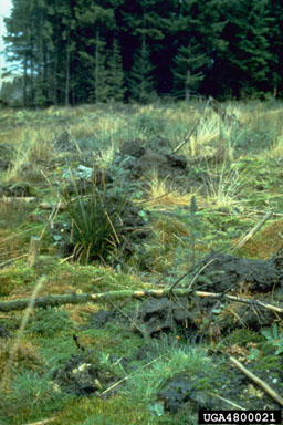 drainage on Sitka spruce (Picea sitchensis ) - 4800021