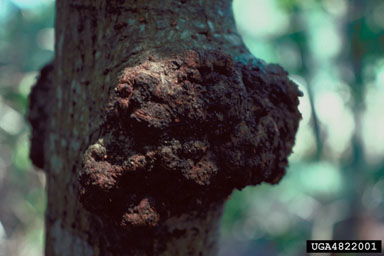 eucalyptus canker (Cryphonectria cubensis ) on grand eucalyptus (Eucalyptus grandis ) - 4822001