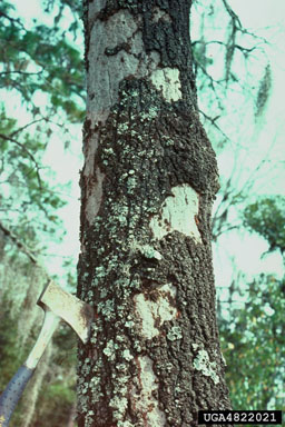 Hypoxylon cankers (Hypoxylon spp. ) on turkey oak (Quercus laevis ) - 4822021