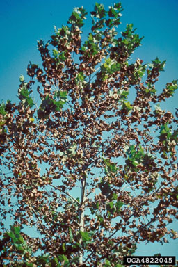 bacterial leaf scorch (Xylella fastidiosa ) on American sycamore (Platanus occidentalis ) - 4822045