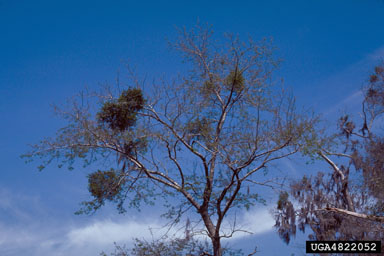 mistletoes (Phoradendron spp. ) on oak (Quercus spp. ) - 4822052