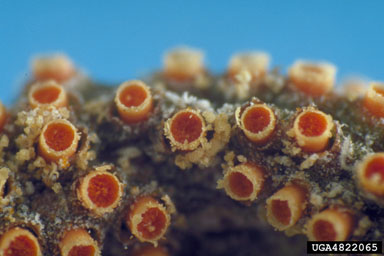 ash rusts (Puccinia sparganioides ) on green ash (Fraxinus pennsylvanica ) - 4822065