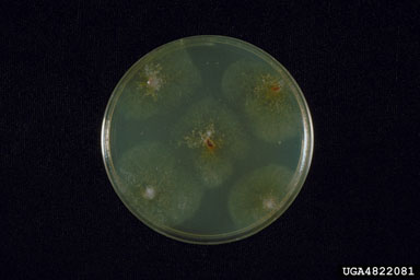 Phytophthora basal canker (Phytophthora palmivora ) on red maple (Acer rubrum ) - 4822081