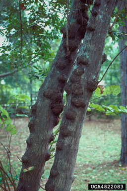 Neonectria canker (Neonectria galligena ) on eastern redbud (Cercis canadensis ) - 4822083