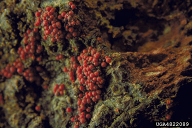 Neonectria canker (Neonectria galligena ) on West Indian mahogany (Swietenia mahagoni ) - 4822089