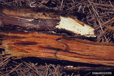 Armillaria root rot (Armillaria tabescens ) on pine (Pinus spp. ) - 4822095