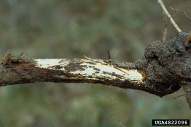 Armillaria root rot (Armillaria tabescens ) on pine (Pinus spp. ) - 4822096