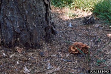 Armillaria root rot (Armillaria tabescens ) on pine (Pinus spp. ) - 4823003