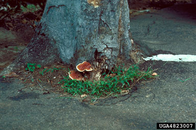 Ganoderma root and butt rot (Ganoderma lucidum ) on American beech (Fagus grandifolia ) - 4823007