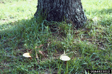 Ganoderma root and butt rot (Ganoderma lucidum ) on oak (Quercus spp. ) - 4823012