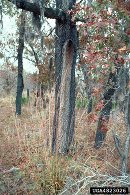 bacterial wetwood (Enterobacter nimipressuralis ) on turkey oak (Quercus laevis ) - 4823026
