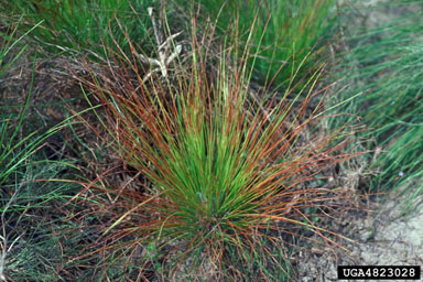 brown spot needle blight of pine (Mycosphaerella dearnessii ) on longleaf pine (Pinus palustris ) - 4823028