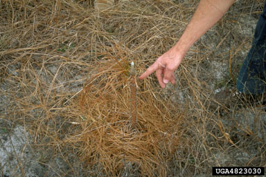 brown spot needle blight of pine (Mycosphaerella dearnessii ) on longleaf pine (Pinus palustris ) - 4823030