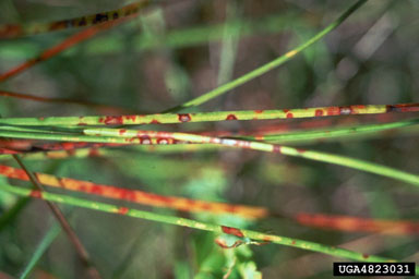 brown spot needle blight of pine (Mycosphaerella dearnessii ) on longleaf pine (Pinus palustris ) - 4823031