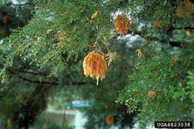 cedar-apple rust (Gymnosporangium juniperi-virginianae ) on eastern redcedar (Juniperus virginiana ) - 4823038