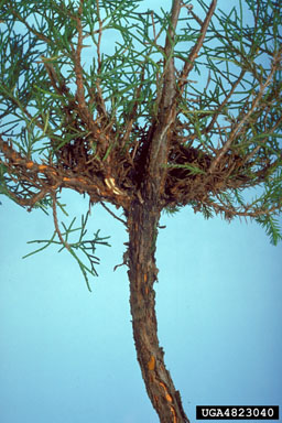 quince rust (Gymnosporangium clavipes ) on eastern redcedar (Juniperus virginiana ) - 4823040