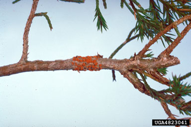 quince rust (Gymnosporangium clavipes ) on eastern redcedar (Juniperus virginiana ) - 4823041