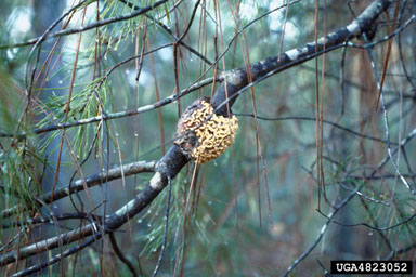 eastern pine gall rust (Cronartium quercuum ) on sand pine (Pinus clausa ) - 4823052