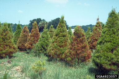 Lophodermium needle casts (Lophodermium spp. ) on sand pine (Pinus clausa ) - 4823057