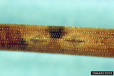 pine needle cast (Lophodermella cerina ) on pine (Pinus spp. ) - 4823059