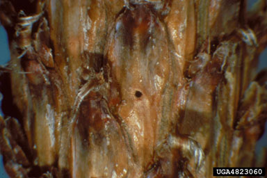 pitch canker (Fusarium subglutinans ) on pine (Pinus spp. ) - 4823060