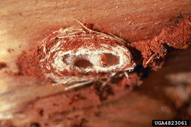 pitch canker (Fusarium subglutinans ) on pine (Pinus spp. ) - 4823061