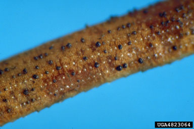 Rhizosphaera needle cast (Rhizosphaera kalkhoffii ) on loblolly pine (Pinus taeda ) - 4823064