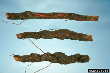 Leptographium root disease (Leptographium procerum ) on pine (Pinus spp. ) - 4823066