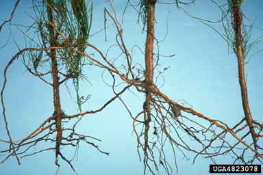 Phytophthora root rot (Phytophthora cinnamomi ) on sand pine (Pinus clausa ) - 4823078