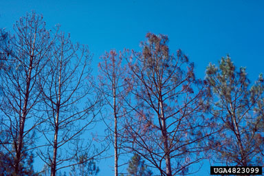 annosum root disease (Heterobasidion annosum ) on slash pine (Pinus elliottii ) - 4823099