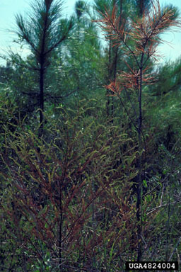 black senna (Seymeria cassioides ) on slash pine (Pinus elliottii ) - 4824004