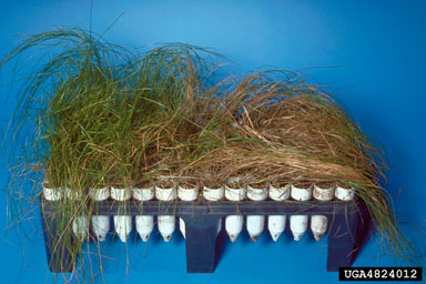 Cylindrocladium root diseases (Cylindrocladium spp. ) on longleaf pine (Pinus palustris ) - 4824012