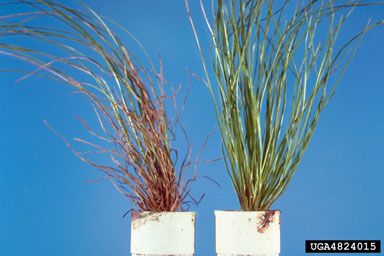 Cylindrocladium root diseases (Cylindrocladium spp. ) on longleaf pine (Pinus palustris ) - 4824015