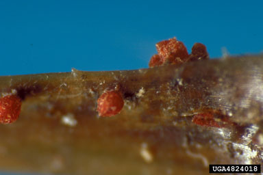 Cylindrocladium root diseases (Cylindrocladium spp. ) on pine (Pinus spp. ) - 4824018