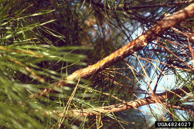 Diplodia tip blights (Diplodia spp. ) on spruce pine (Pinus glabra ) - 4824027