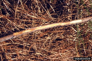 Diplodia tip blights (Diplodia spp. ) on spruce pine (Pinus glabra ) - 4824028