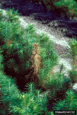 pitch canker (Fusarium subglutinans ) on sand pine (Pinus clausa ) - 4824032