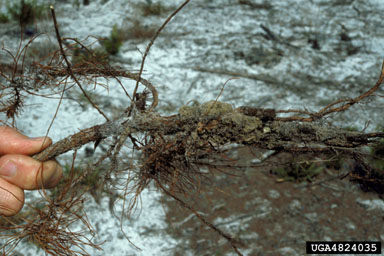 pitch canker (Fusarium subglutinans ) on sand pine (Pinus clausa ) - 4824035