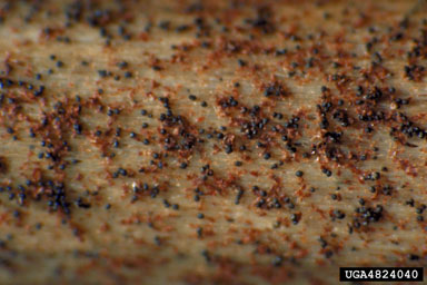 charcoal rot (Macrophomina phaseolina ) on slash pine (Pinus elliottii ) - 4824040