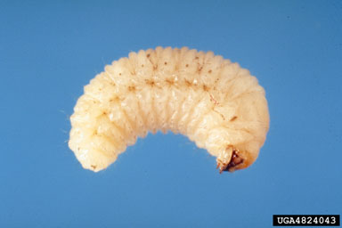 whitefringed beetles (Naupactus spp. ) on pine (Pinus spp. ) - 4824043