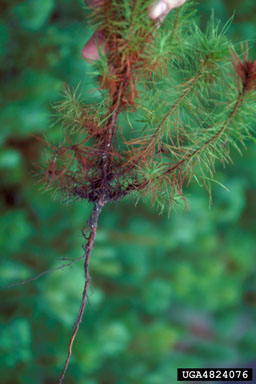 Fusarium wilts, blights, rots and damping-off (Fusarium spp. ) on sand pine (Pinus clausa ) - 4824076