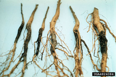 Cylindrocladium root diseases (Cylindrocladium spp. ) on yellow-poplar (Liriodendron tulipifera ) - 4824084