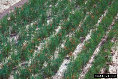 pine tip blight on slash pine (Pinus elliottii ) - 4824089