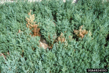 southern blight (Sclerotium rolfsii ) on eastern redcedar (Juniperus virginiana ) - 4824093