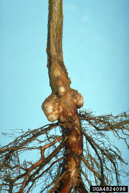 lignotubers (  ) on eucalyptus (Eucalyptus spp. ) - 4824098