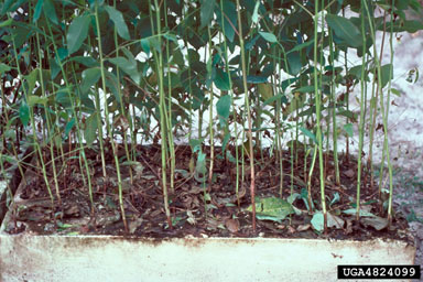 Cylindrocladium blight and root rot (Cylindrocladium scoparium ) on grand eucalyptus (Eucalyptus grandis ) - 4824099