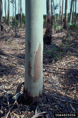 eucalyptus canker (Cryphonectria cubensis ) on grand eucalyptus (Eucalyptus grandis ) - 4825006